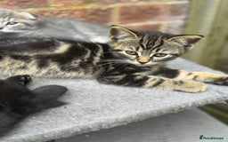 British Shorthair cats for sale: Beautiful British cat  - Image 4