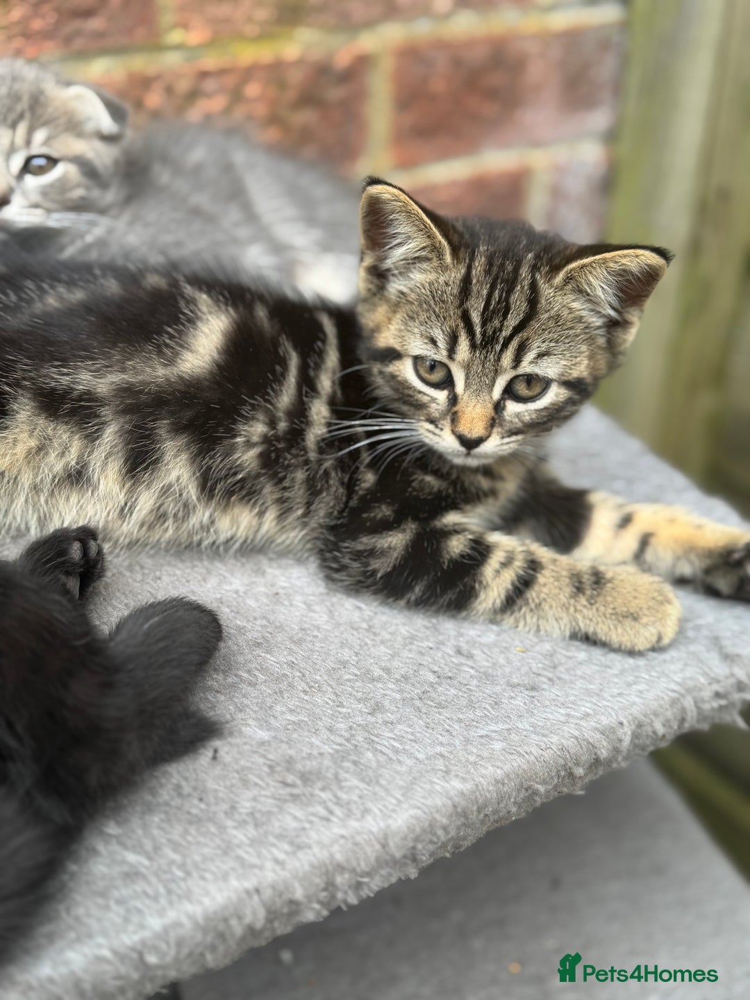 British Shorthair cats for sale: Beautiful British cat  - Image 4