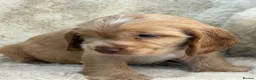 Cocker Spaniel dogs for sale: Extensively health tested show cocker spaniel pups - Advert 7