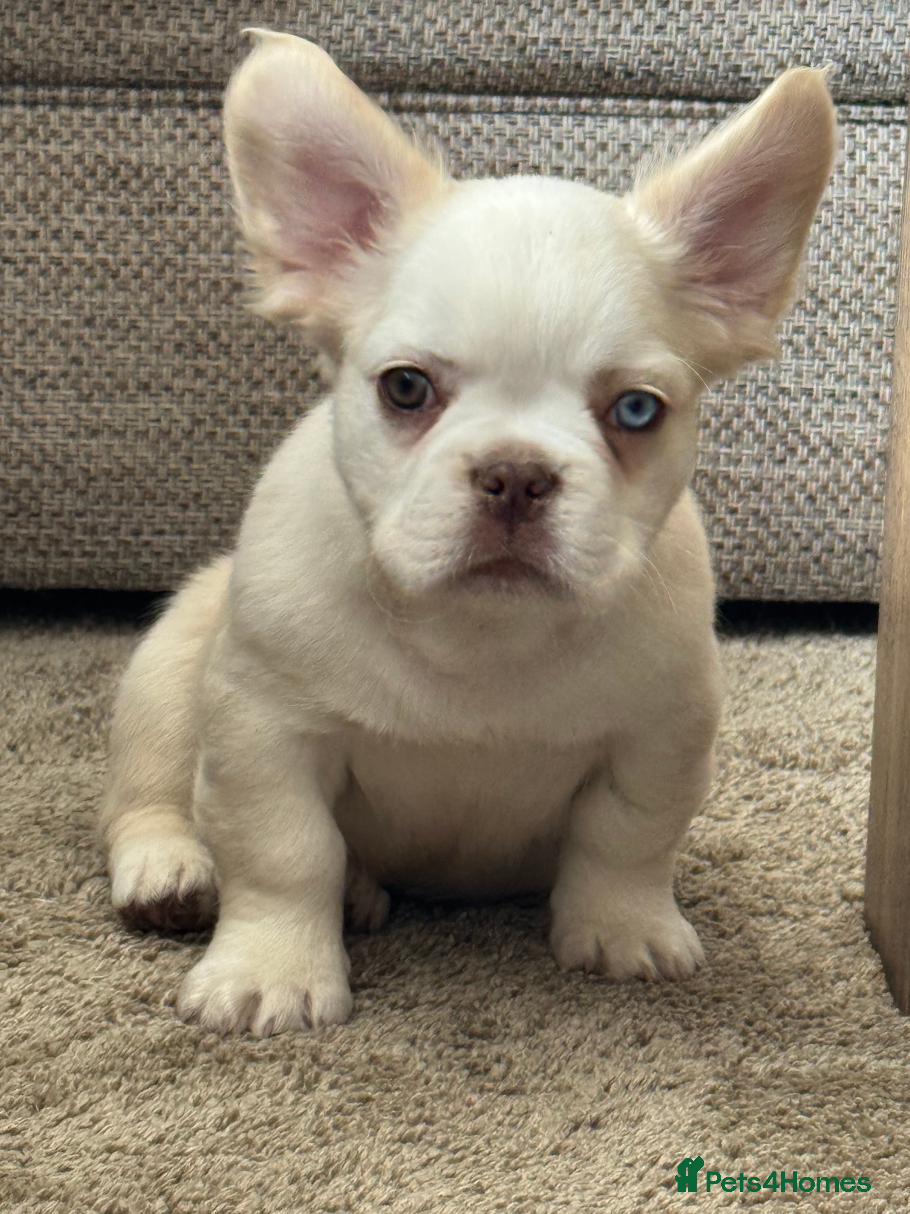 French Bulldog dogs Unique French bulldog pups READY - Advert 2