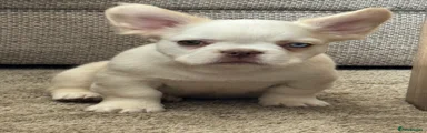French Bulldog 6