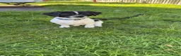 Shih Tzu dogs for sale: Teddy  - Advert 5