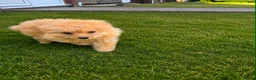 Pomeranian dogs for sale: Pomeranian puppy - Advert 4