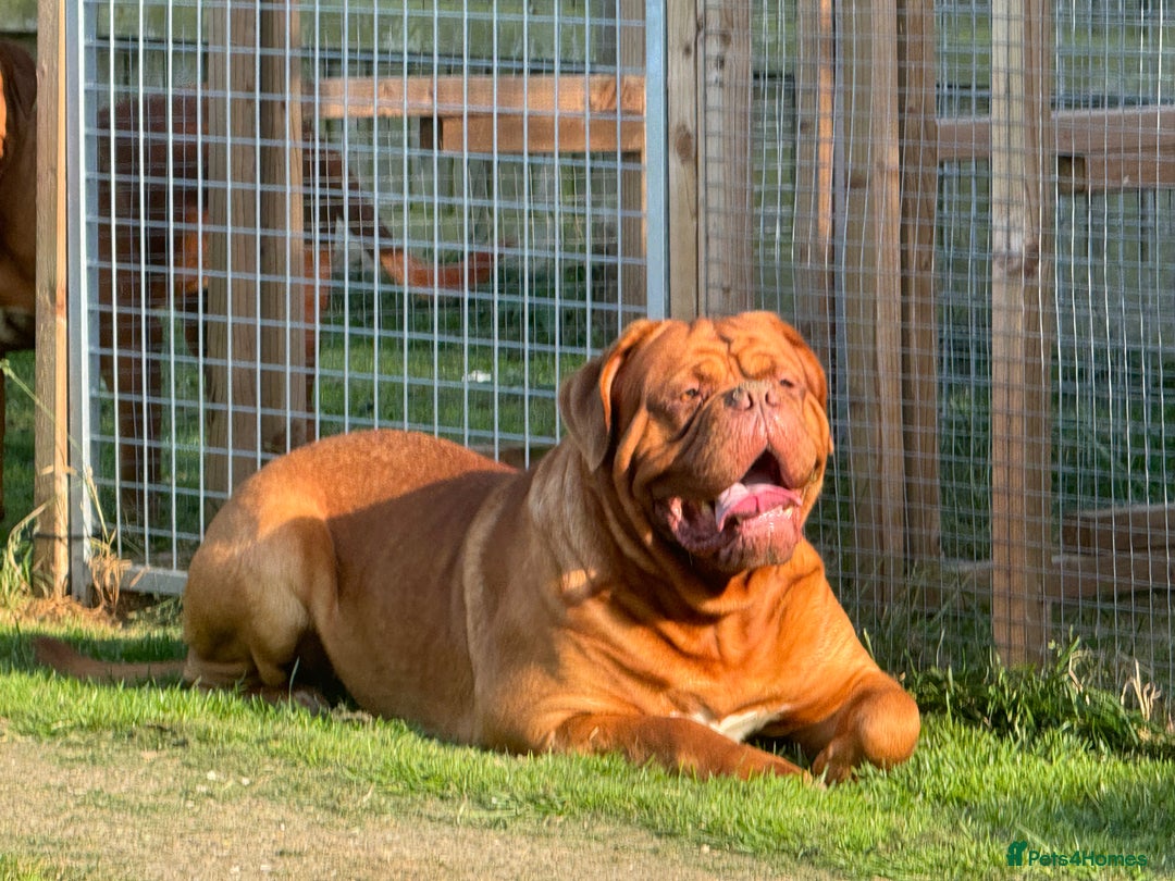 Dogue De Bordeaux dogs for sale: Ready to go last Outstanding Chunky KC DDB Puppy - Advert 11
