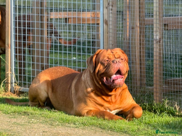 Dogue De Bordeaux dogs - Advert 2