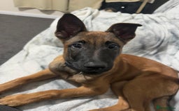 Belgian Shepherd Dog dogs for sale: Zalem! - Image 1