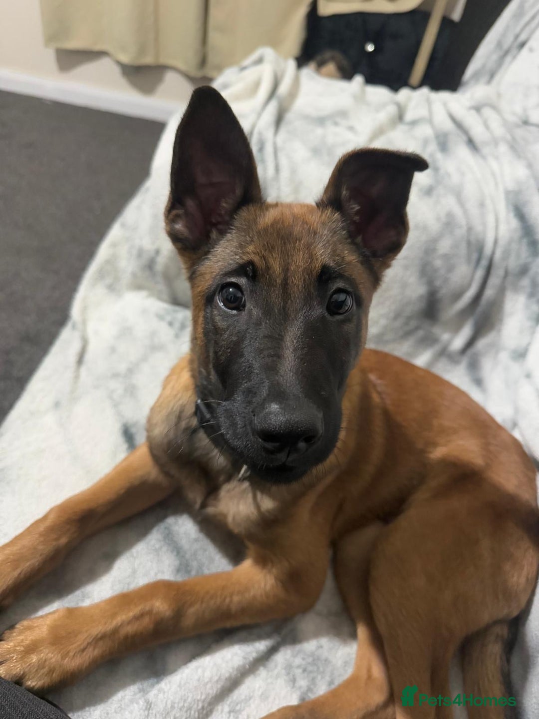 Belgian Shepherd Dog dogs for sale: Zalem! - Image 1