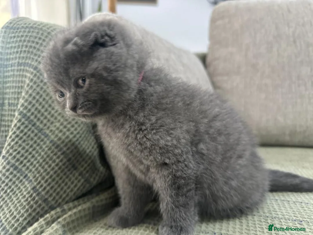 British Shorthair cats for sale: British Shorthair kittens for sale  in Glasgow - Advert 4