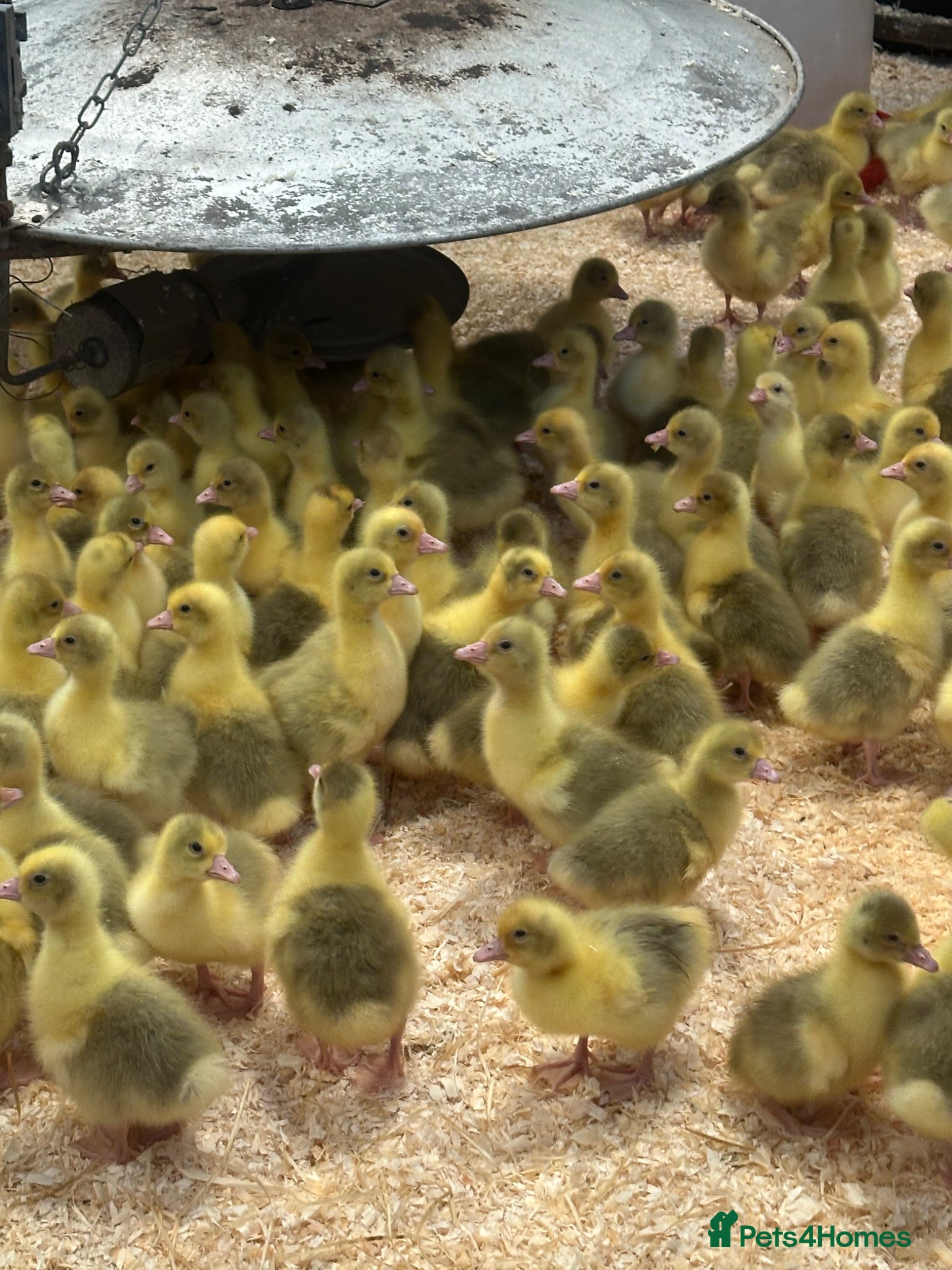 Geese poultry for sale: Day Old Goslings  - Advert 1