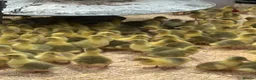 Geese poultry for sale: Day Old Goslings  - Advert 1
