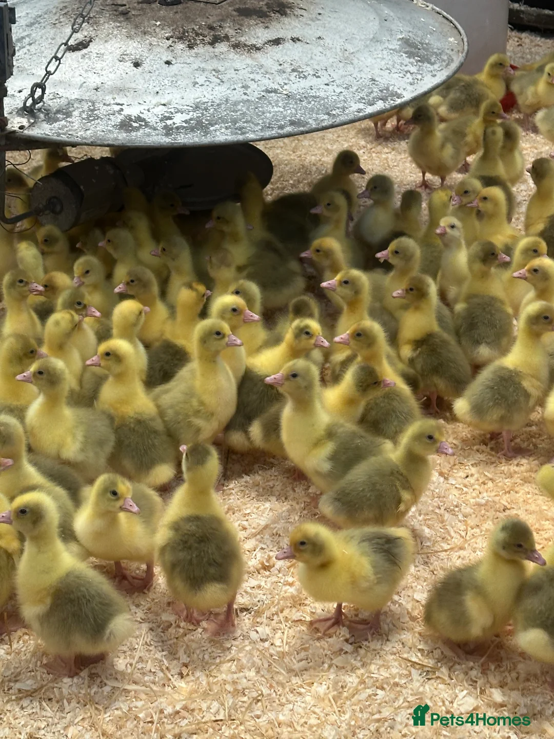 Geese poultry for sale: Day Old Goslings  - Advert 1