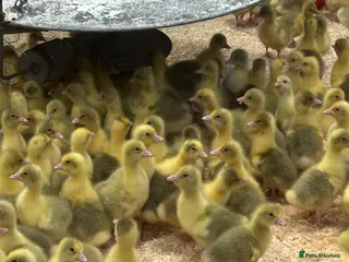 Geese poultry for sale: Day Old Goslings - Advert 1