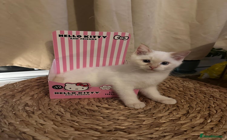 Ragdoll cats - Advert 12
