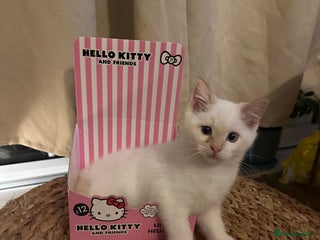 Ragdoll cats - Advert 34