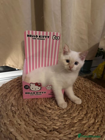 Ragdoll cats - Advert 11