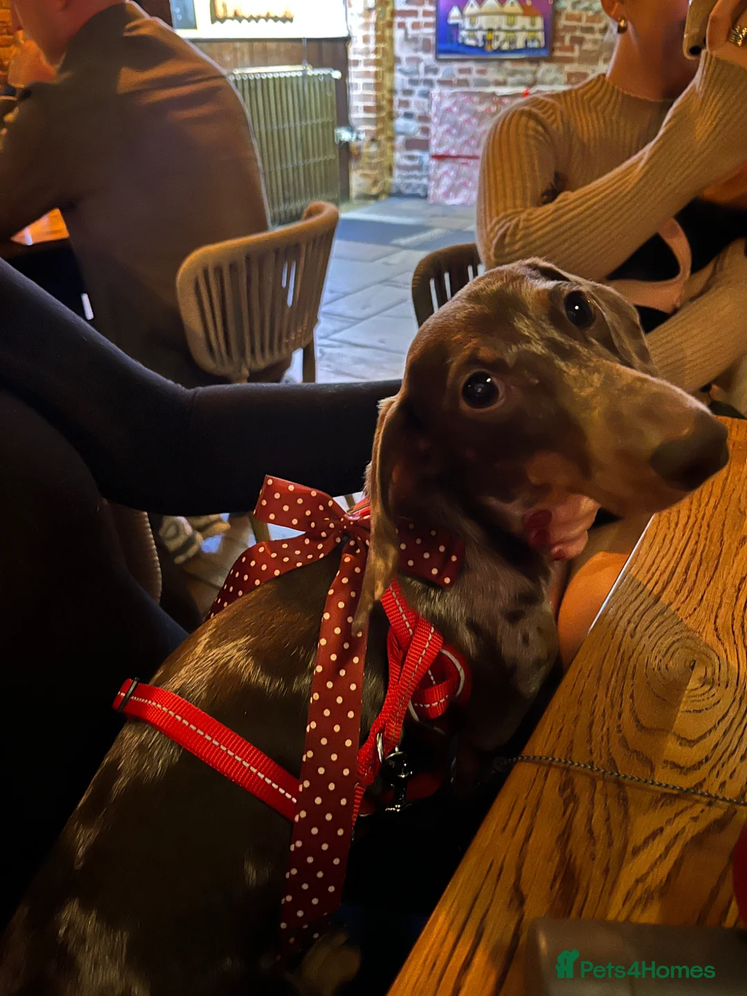 Dachshund dogs for sale: Pablo  - Advert 3