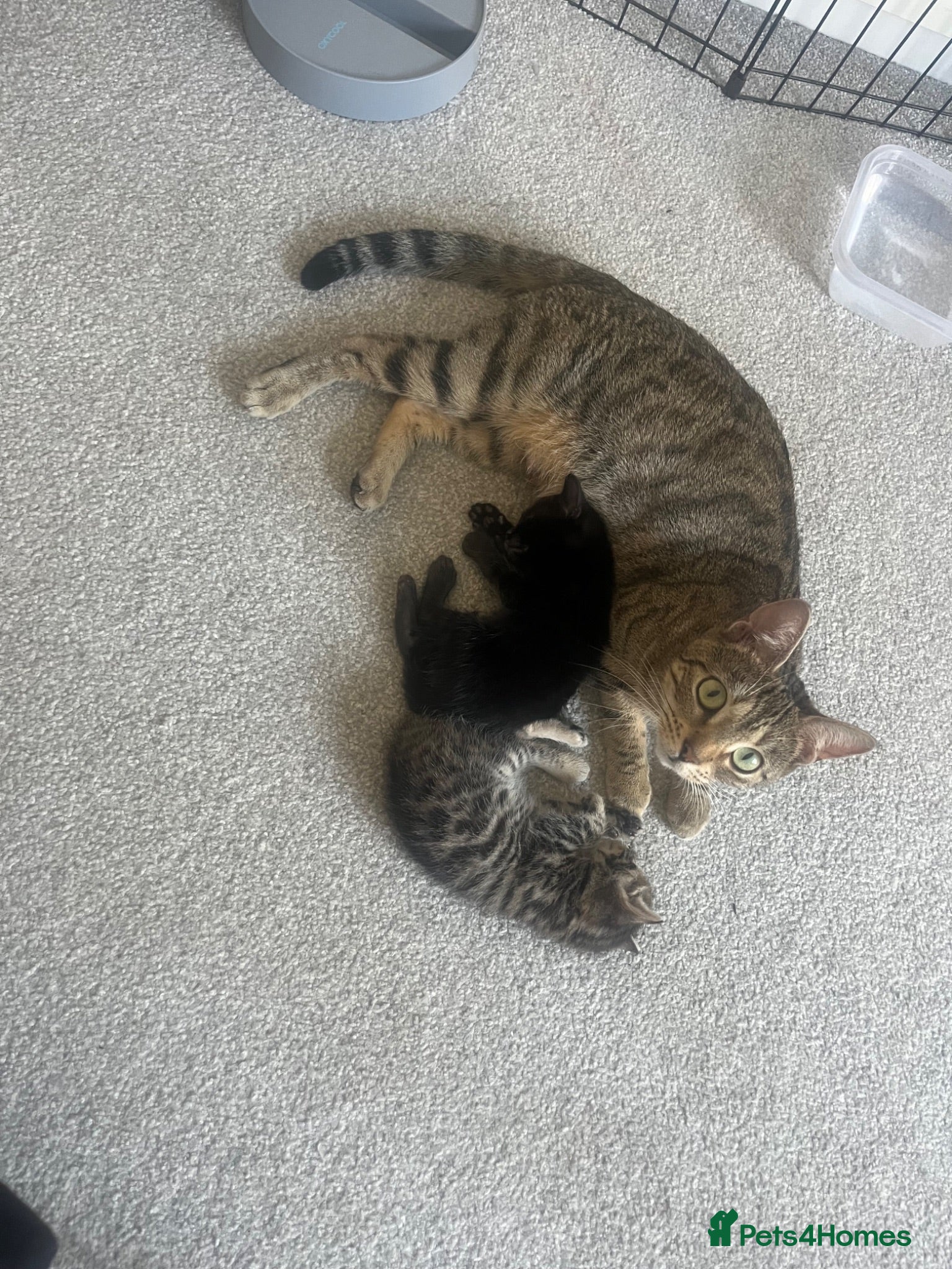 Bengal cats Beautiful kittens  - Advert 2