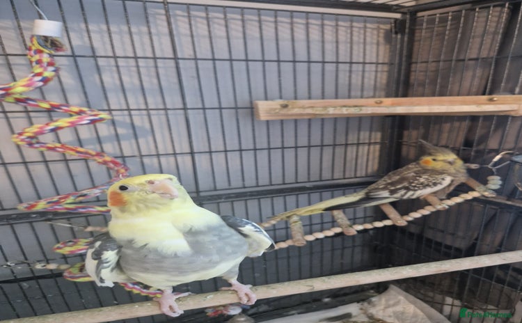 Cockatiels birds - Advert 7