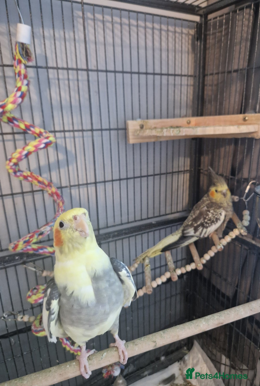 Cockatiels birds for sale: 1 male 1 female cockatiel  - Image 1