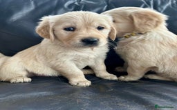 Golden Retriever dogs for sale: Beautiful Golden Retriever Puppies  - Image 6