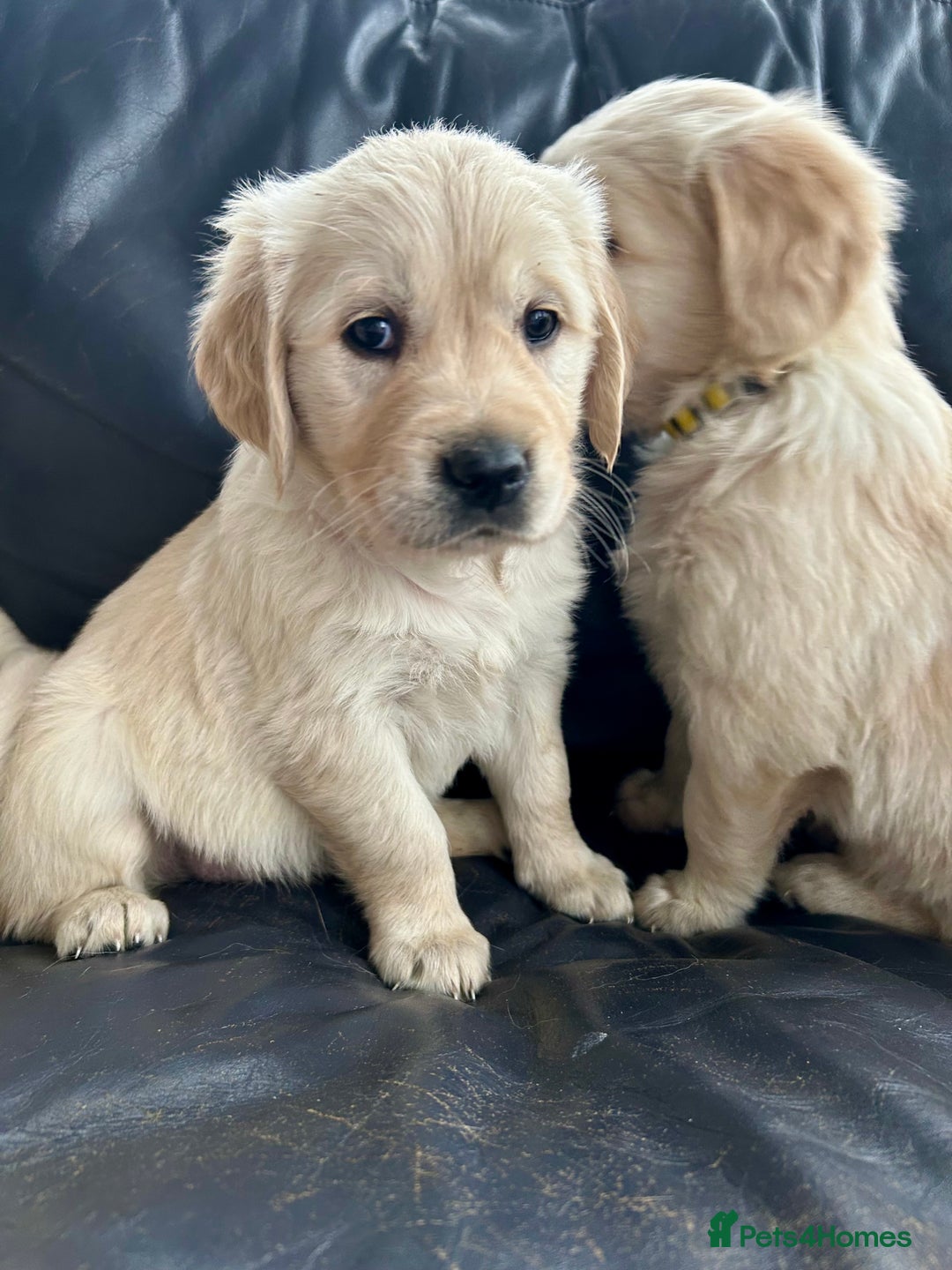 Golden Retriever dogs for sale: Beautiful Golden Retriever Puppies  - Image 6