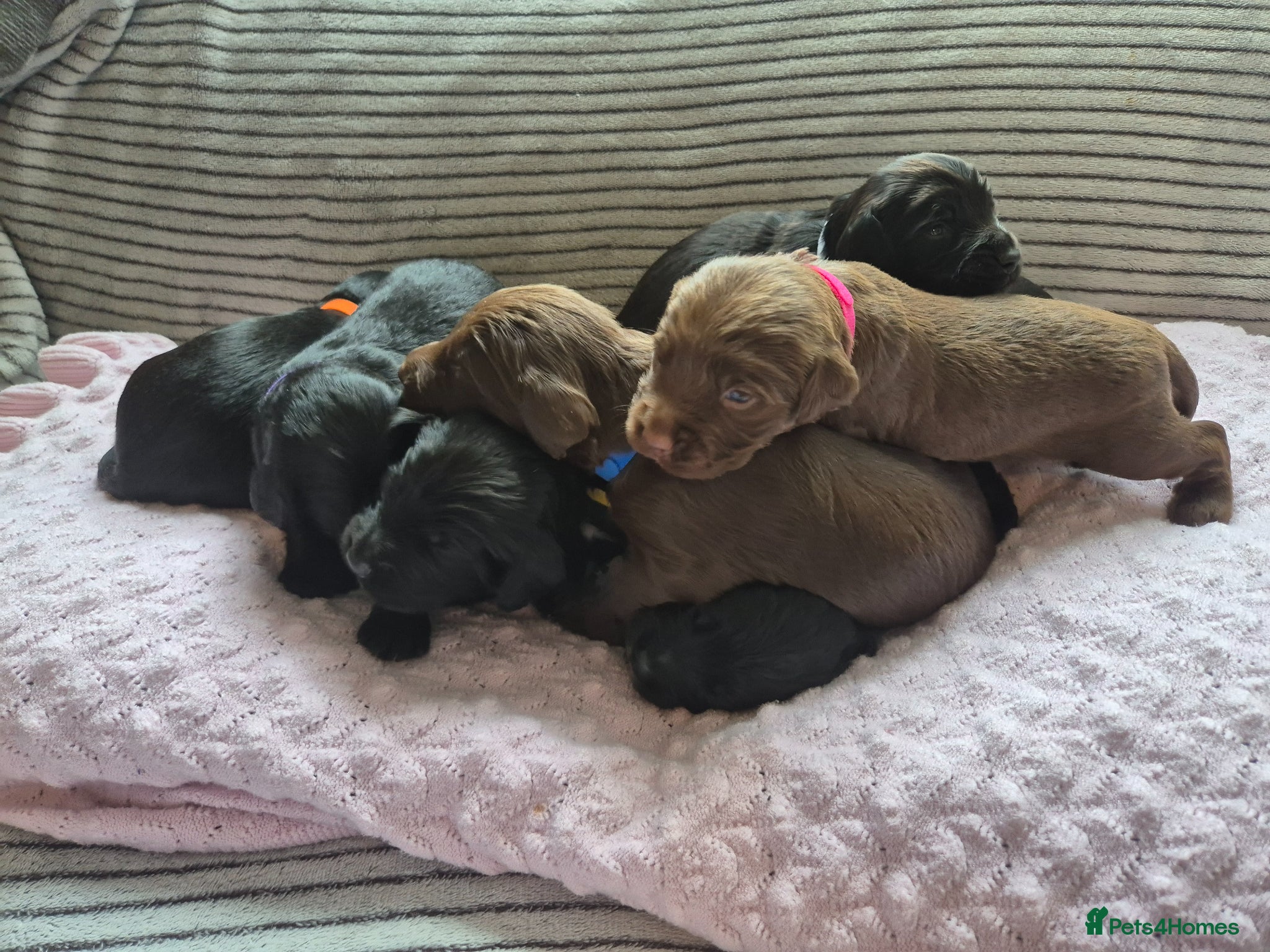 Sprocker dogs for sale: Sprocker Puppies Cocker Spaniel x Springer Spaniel - Advert 1