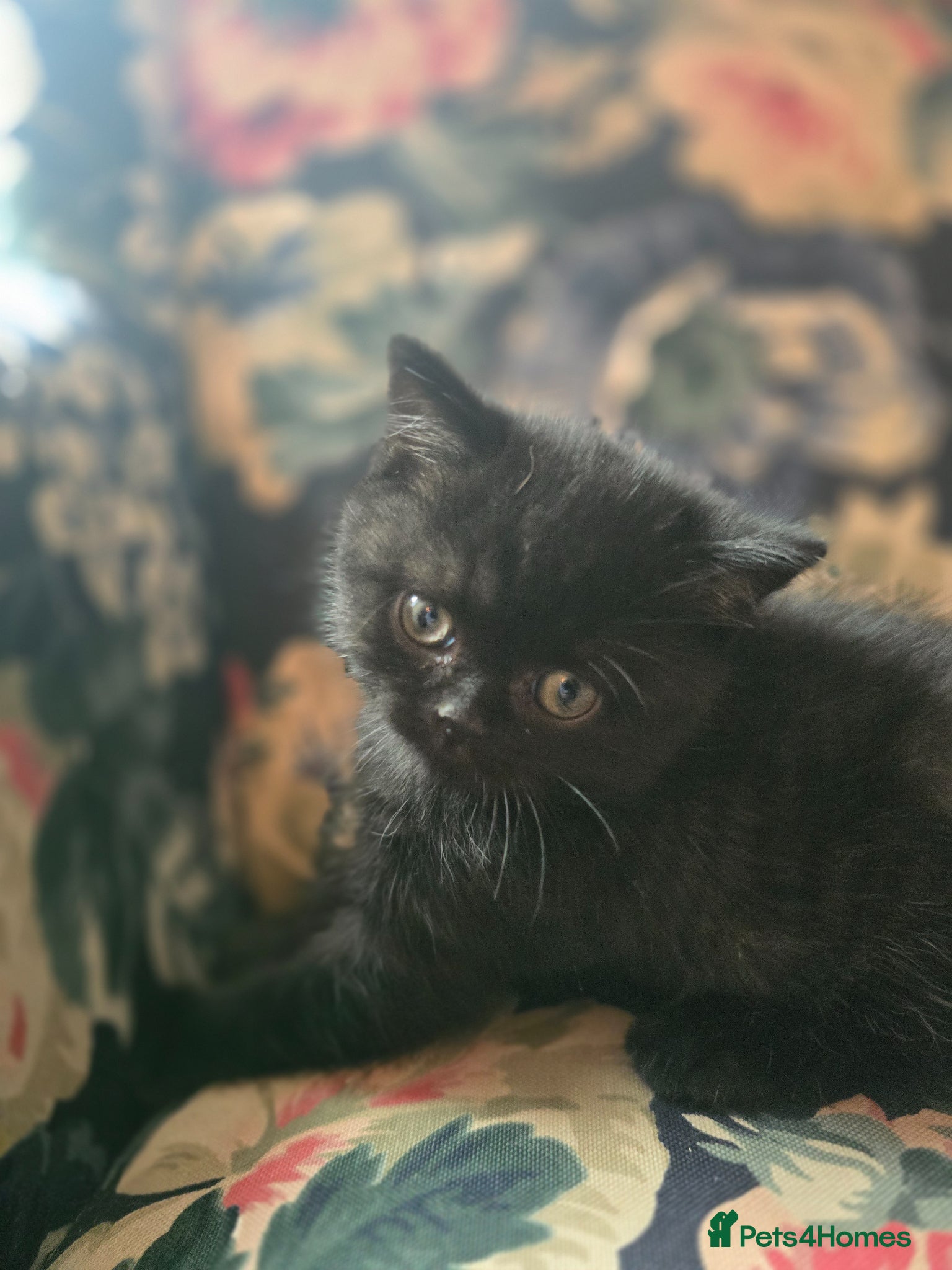 British Shorthair cats Beautiful kittens looking forever home 🏡 😍  - Advert 1