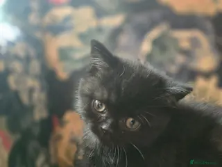 British Shorthair cats Beautiful kittens looking forever home 🏡 😍 - Advert 1