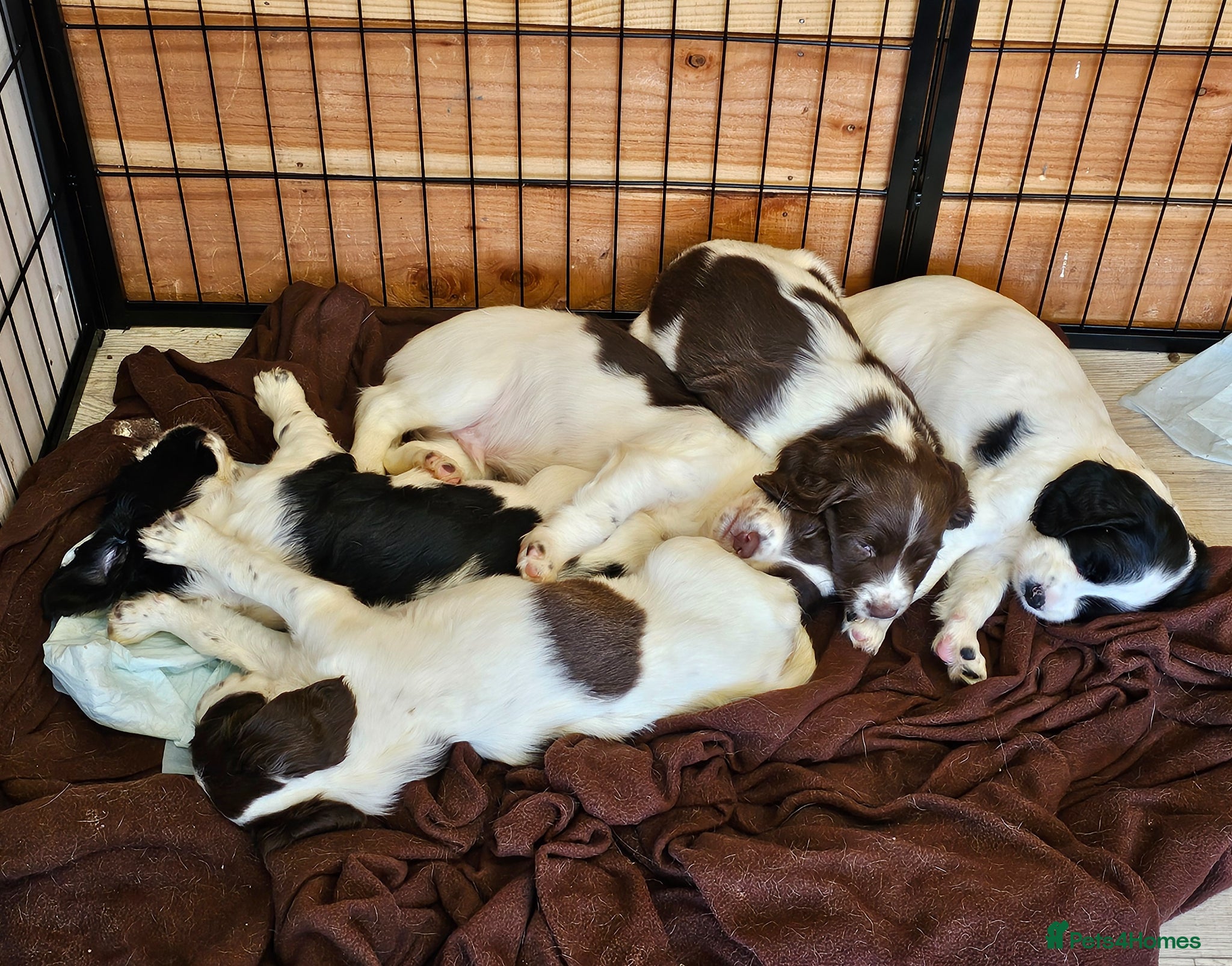 English Springer Spaniel dogs 5 springer spaniel puppies with docked tails - Advert 1