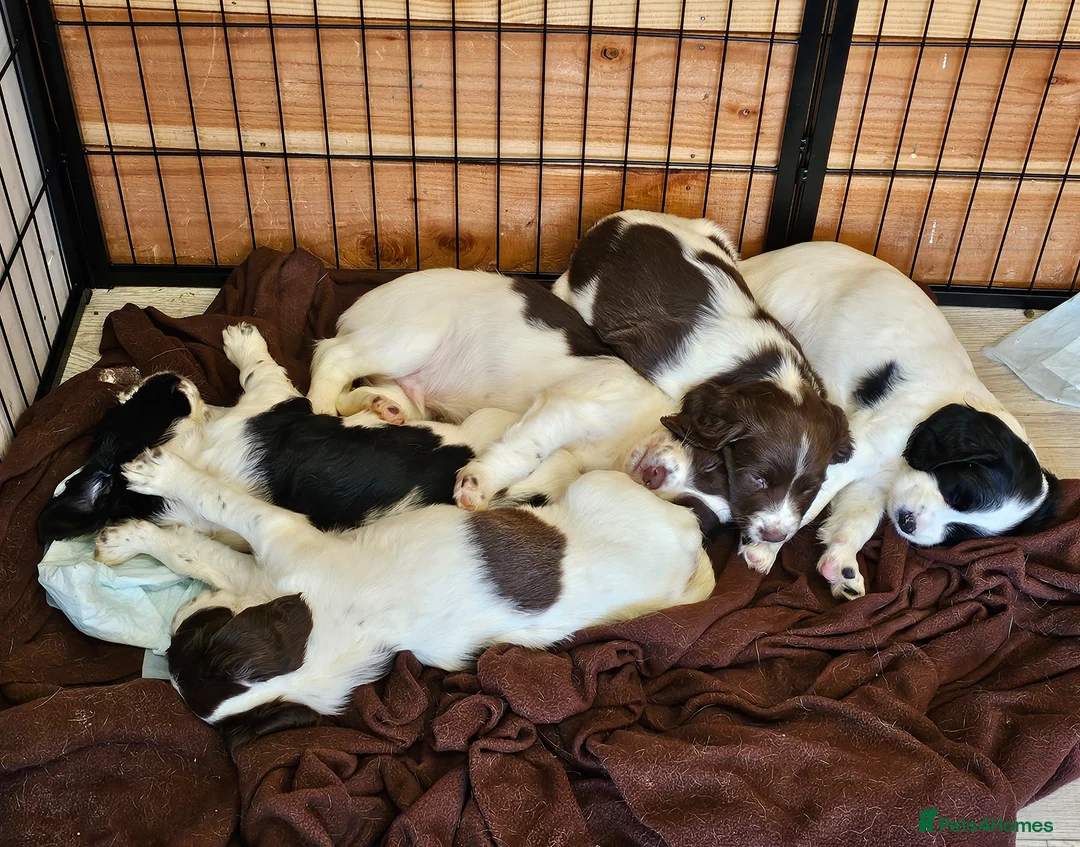 English Springer Spaniel dogs for sale: 5 springer spaniel puppies with docked tails in Axminster - Advert 1