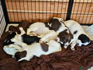 English Springer Spaniel dogs 5 springer spaniel puppies with docked tails - Advert 11