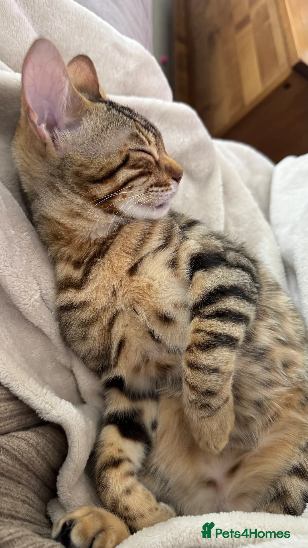 Bengal cats for sale: Beautiful Bengal girl - amazing markings - Advert 8