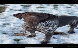German Shorthaired Pointer dogs for sale: Beautiful pointer puppies - Image 17