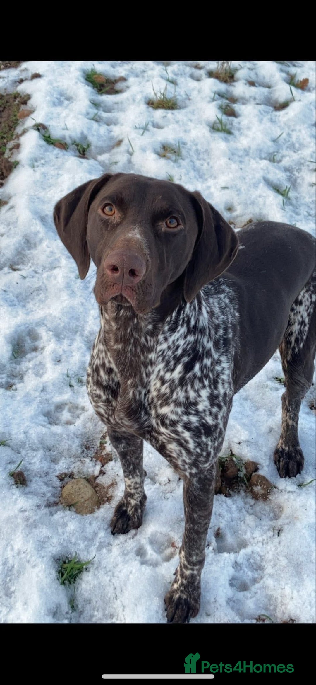 German Shorthaired Pointer dogs for sale: Beautiful pointer puppies - Image 17