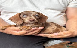 Dachshund dogs for sale: Miniature dachshund puppies  - Image 7