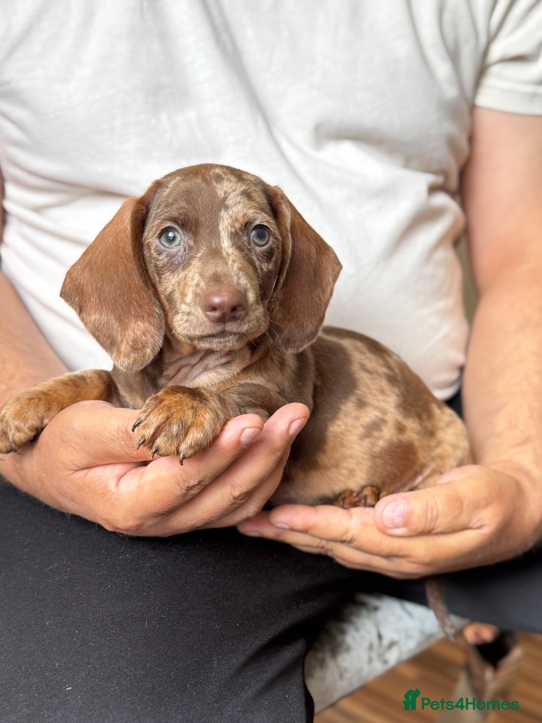 Dachshund dogs for sale: Miniature dachshund puppies  - Image 7