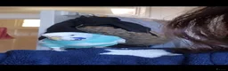 Budgerigars birds for sale: Female blue budgie for sale + cage in London - Advert 2