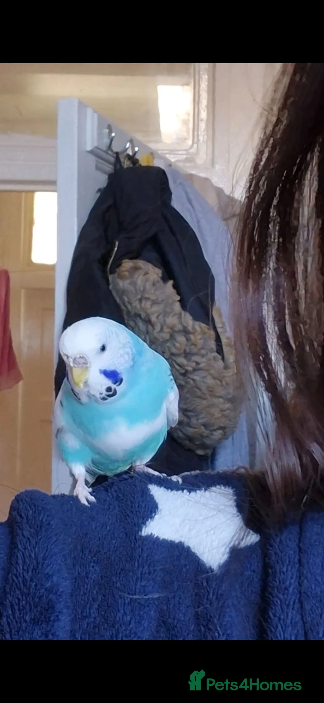 Budgerigars birds for sale: Female blue budgie for sale + cage in London - Advert 2