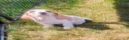 Basset Hound dogs for sale: Quality kc basset hound puppies  in Saint Austell - Advert 9