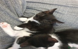 Mixed Breed cats for sale: Kittens for sale - Image 2