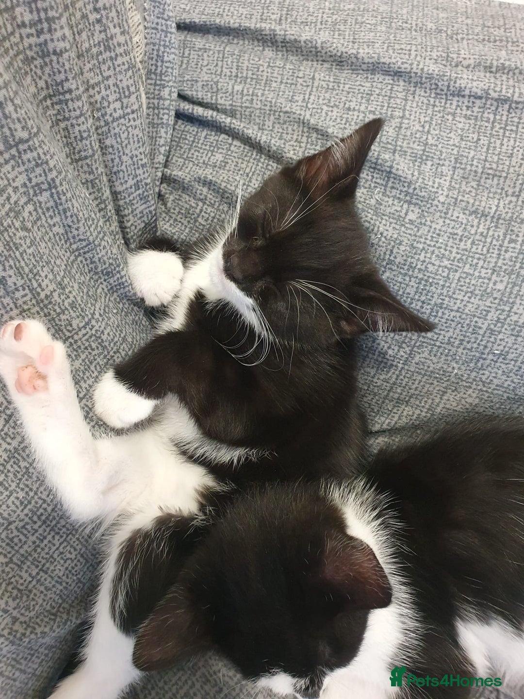 Mixed Breed cats for sale: Kittens for sale - Image 2