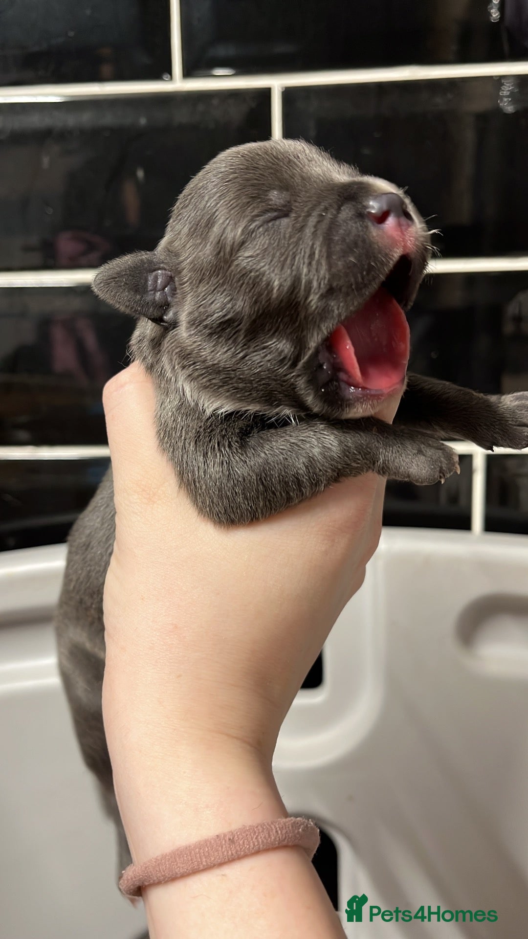 Staffordshire Bull Terrier dogs 10 gorgeous blue staffy puppies  - Advert 2
