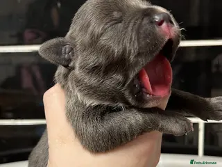 Staffordshire Bull Terrier dogs 10 gorgeous blue staffy puppies - Advert 2