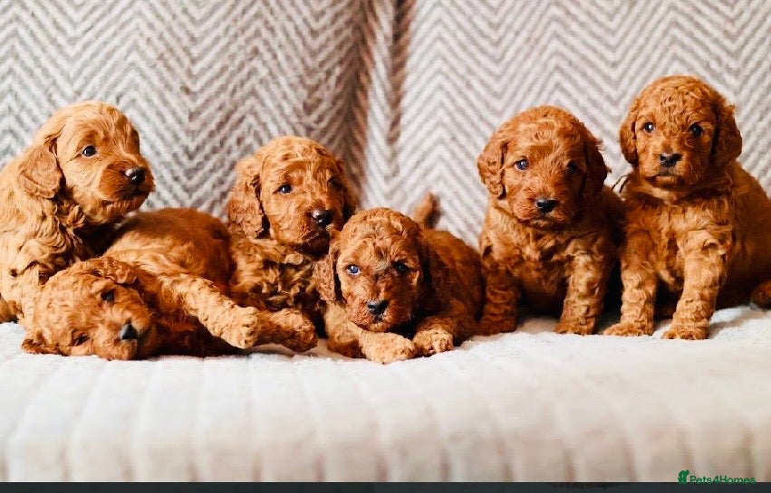 Cockapoo dogs 6 beautiful F1B cockapoo’s for sale  - Advert 6