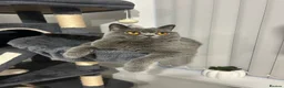 British Shorthair cats for sale: TICA Registered British Shorthair Kittens for Sale - Advert 13