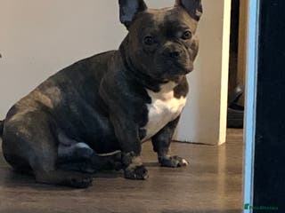 French Bulldog dogs 2 year old male French bulldog - Advert 13