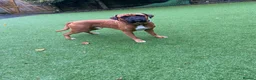 Boxer dogs for stud: Handsome Purebred Boxer – Puppy Back Deal Offered - Advert 9