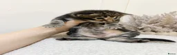 Mixed Breed cats for sale: MAINECOON X BENGAL KITTENS  in Airdrie - Advert 13