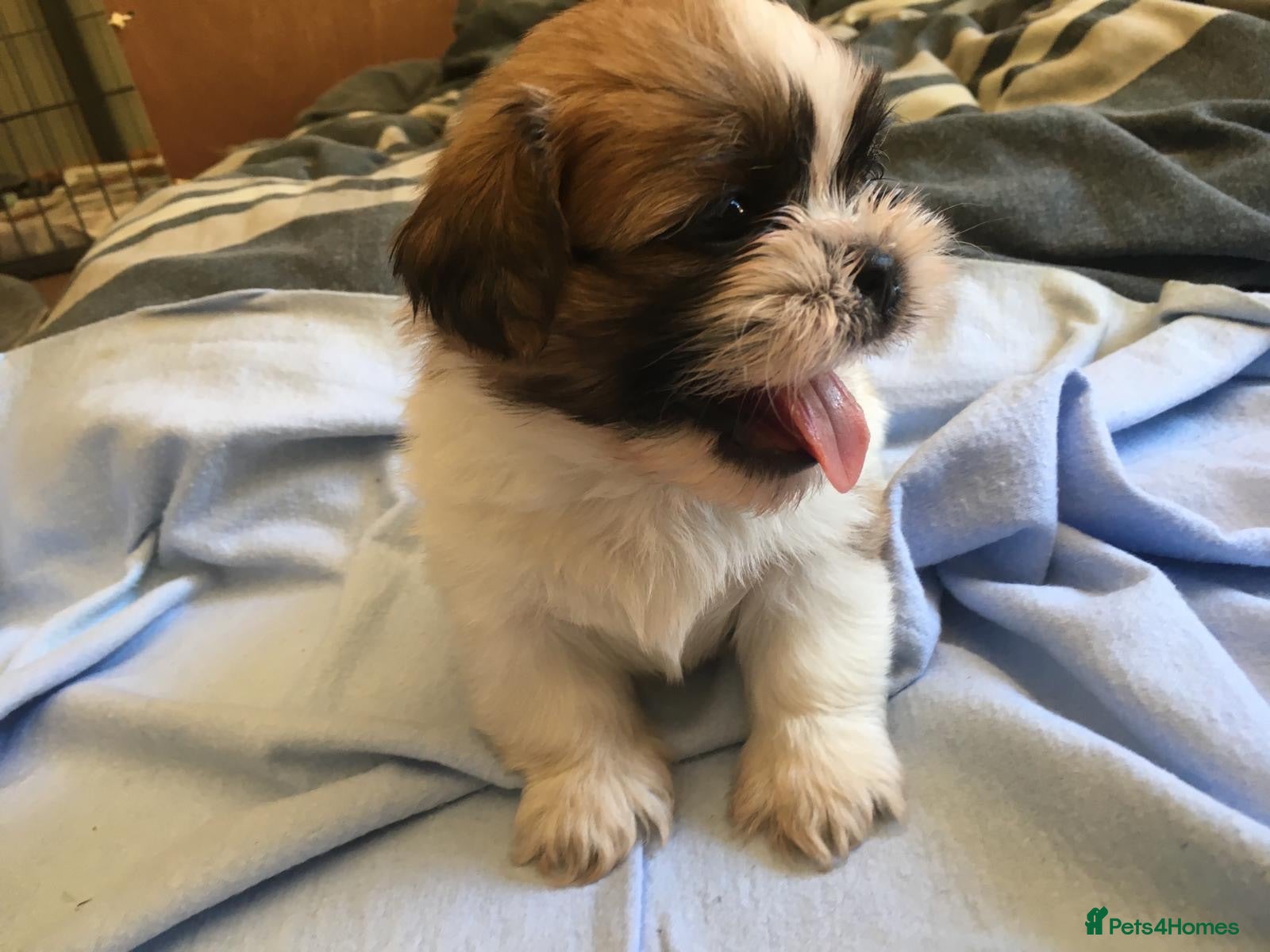 Shih Tzu dogs Beautiful litter of Shih Tzu puppies - Advert 1