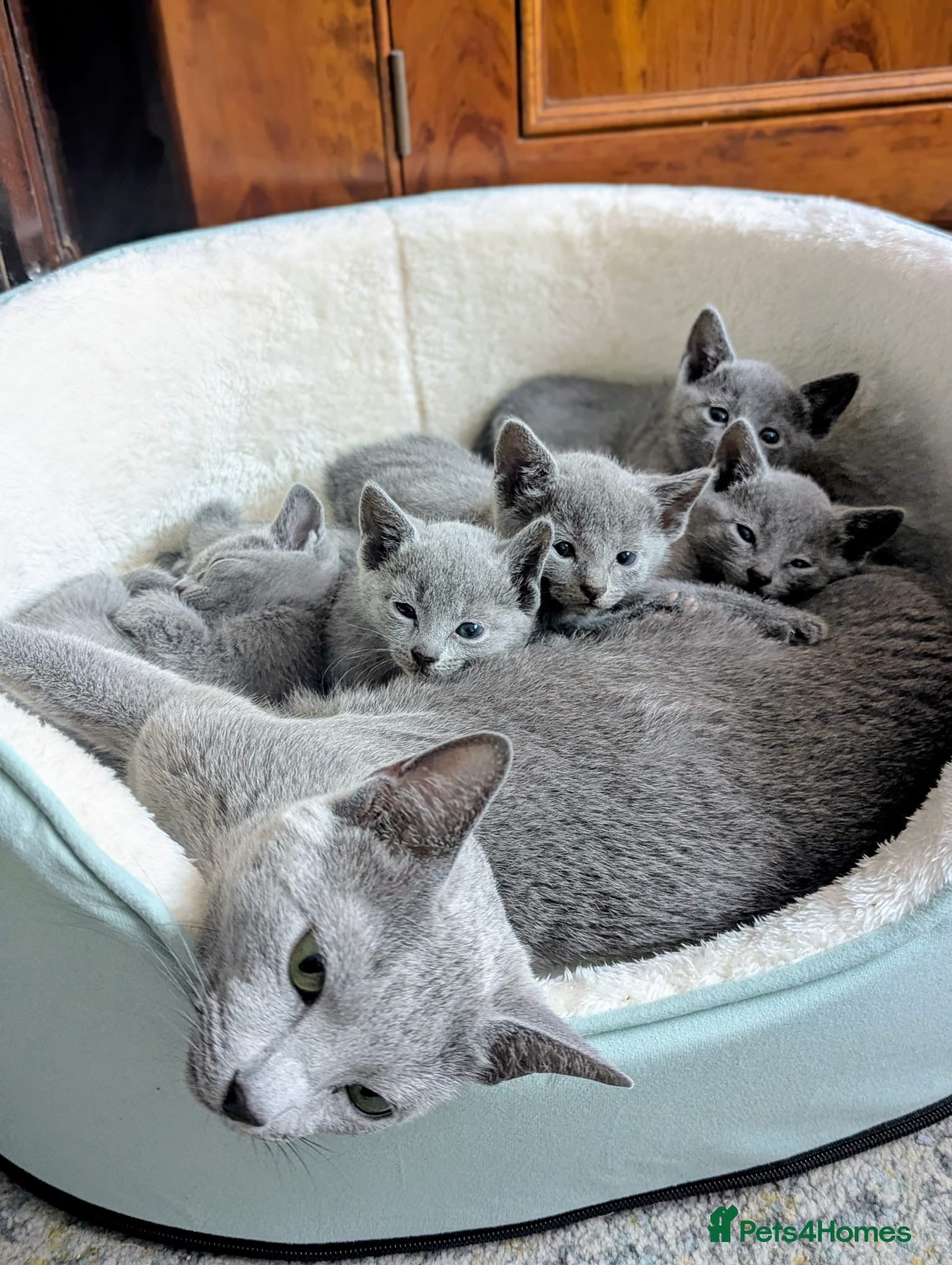 Russian Blue cats Gorgeous GCCF registered Russian Blue Kittens  - Advert 5